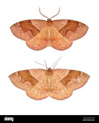 Attēlu rezultāti vaicājumam “Plagodis pulveraria”