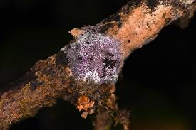 Attēlu rezultāti vaicājumam “Nectriopsis violacea”