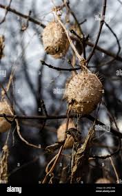 Attēlu rezultāti vaicājumam “Echinocystis lobata fruit”