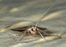 Attēlu rezultāti vaicājumam “Parapoynx stratiotata”