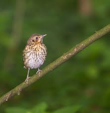 Attēlu rezultāti vaicājumam “Turdus pilaris juvenile”