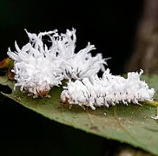 Attēlu rezultāti vaicājumam “Eriocampa ovata larva”
