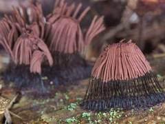 Attēlu rezultāti vaicājumam “Physarum globuliferum young”