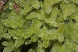 Attēlu rezultāti vaicājumam “Metzgeria furcata”