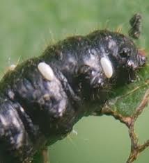 Attēlu rezultāti vaicājumam “Agelastica alni larva”