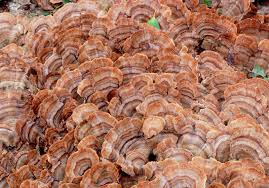 Attēlu rezultāti vaicājumam “Trametes”