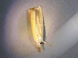 Attēlu rezultāti vaicājumam “Calamotropha paludella”