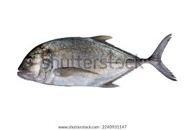Image result for Caranx ignobilis