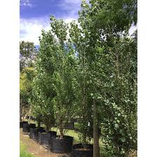 Attēlu rezultāti vaicājumam “Populus nigra Italica”