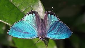 Attēlu rezultāti vaicājumam “Favonius quercus”