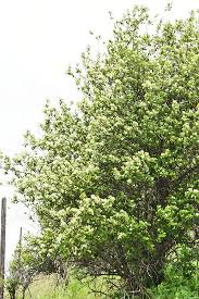 Attēlu rezultāti vaicājumam “Crataegus douglasii”