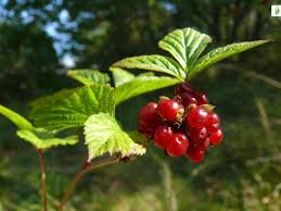 Attēlu rezultāti vaicājumam “Rubus saxatilis fruit”