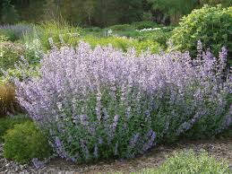 Image result for Katzenminze