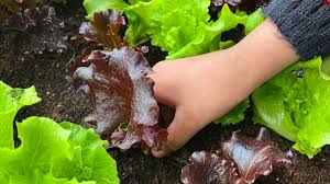 Image result for Pflücksalat