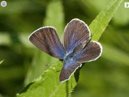 Attēlu rezultāti vaicājumam “Vacciniina optilete underside”