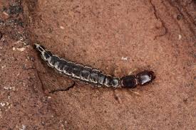 Attēlu rezultāti vaicājumam “Raphidia larva”