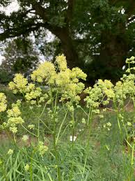 Attēlu rezultāti vaicājumam “Thalictrum lucidum”