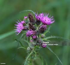 Attēlu rezultāti vaicājumam “Cirsium palustre flower”