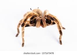 Znalezione obrazy dla zapytania Grammostola grossa