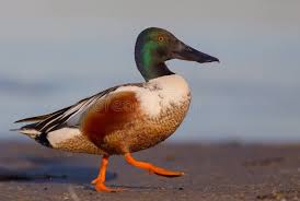 Attēlu rezultāti vaicājumam “Anas clypeata”