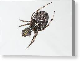 Attēlu rezultāti vaicājumam “Araneus diadematus”