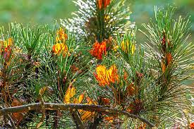 Attēlu rezultāti vaicājumam “Rhinanthus serotinus leaf”