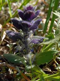 Attēlu rezultāti vaicājumam “Ajuga pyramidalis”