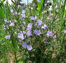Image result for Cichorium intybus