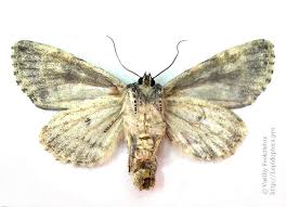 Attēlu rezultāti vaicājumam “Acronicta megacephala larva”