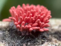 Attēlu rezultāti vaicājumam “Arcyria denudata macro”