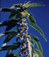 Attēlu rezultāti vaicājumam “Urtica dioica flower”