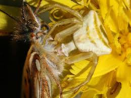 Attēlu rezultāti vaicājumam “Issoria lathonia underside”