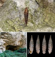 Attēlu rezultāti vaicājumam “Clausiliidae”