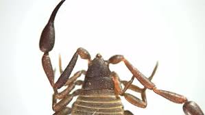 Attēlu rezultāti vaicājumam “Chelifer cancroides”