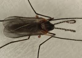 Attēlu rezultāti vaicājumam “Rabdophaga degeeri”