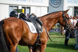 Image result for Jp-Sheffield Eventing
