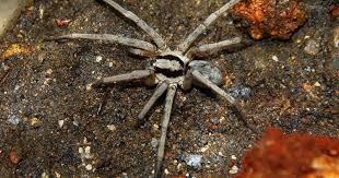 Attēlu rezultāti vaicājumam “Miturgidae”