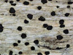 Attēlu rezultāti vaicājumam “Arthonia vinosa”