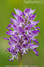 Attēlu rezultāti vaicājumam “Orchis militaris flower”