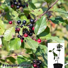 Attēlu rezultāti vaicājumam “Frangula alnus”