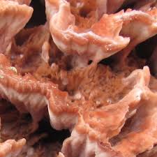 Image result for Podoscypha multizonata