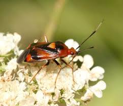 Attēlu rezultāti vaicājumam “Deraeocoris ruber”