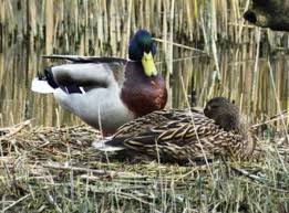 Attēlu rezultāti vaicājumam “Anas platyrhynchos juvenile”