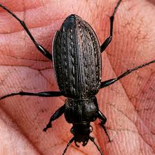 Attēlu rezultāti vaicājumam “Carabus granulatus”