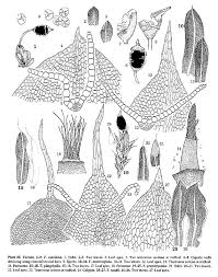 Attēlu rezultāti vaicājumam “Tortula lingulata macro”