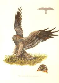 Attēlu rezultāti vaicājumam “Circus pygargus”