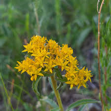 Attēlu rezultāti vaicājumam “Sedum aizoon flower”
