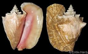 Image result for Aliger gigas