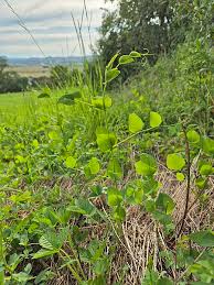 Attēlu rezultāti vaicājumam “Vicia pisiformis”