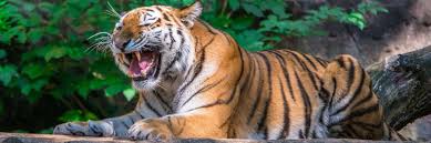 Afbeeldingsresultaat voor tijgers